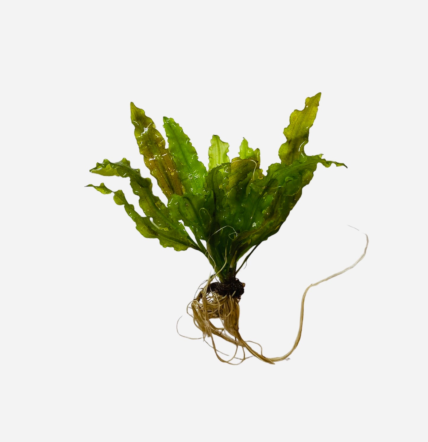 Aponogeton crispum