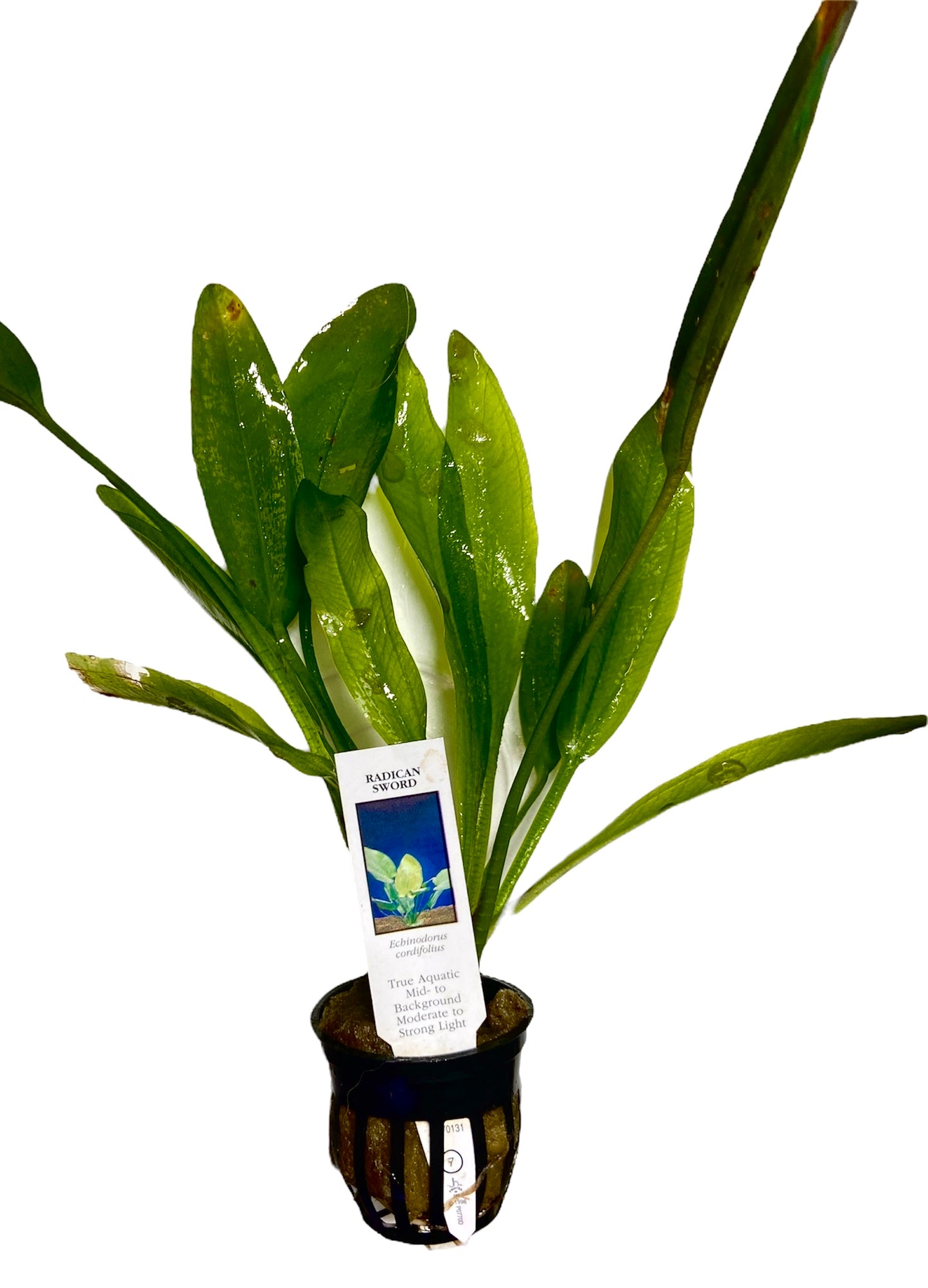 Potted Radican sword (Echinodorus Cordifolius)