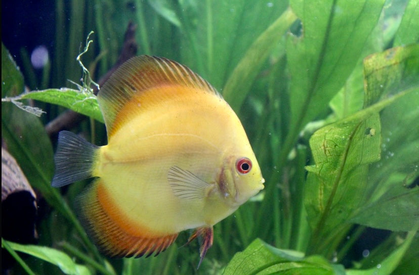 Discus,Marlboro (Symphysodon sp)