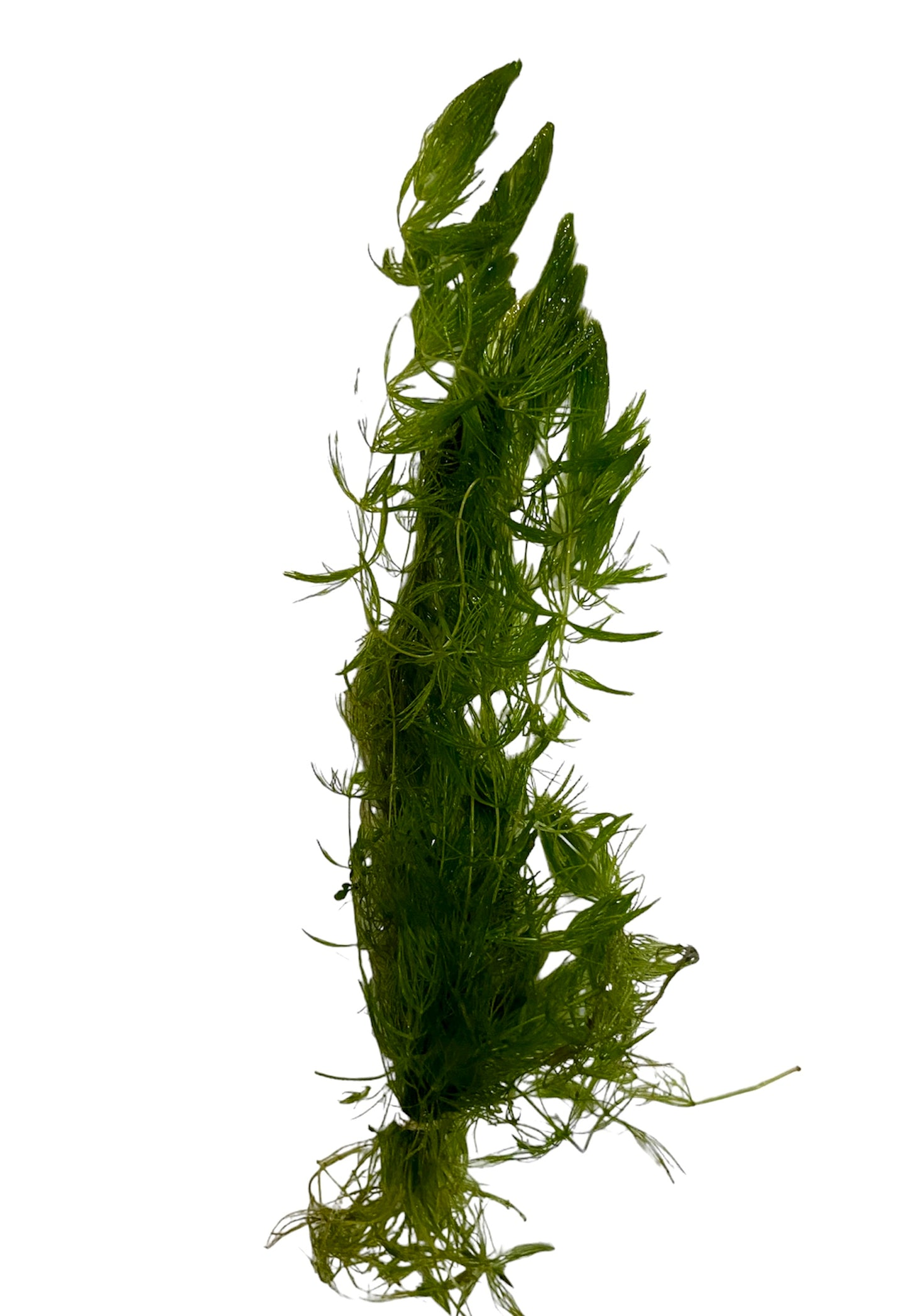 Hornwort (Ceratophyllum demersum)