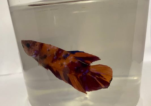 Koi male betta