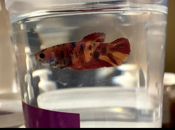 Female koi betta