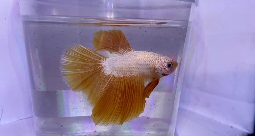 Dragon scale male betta