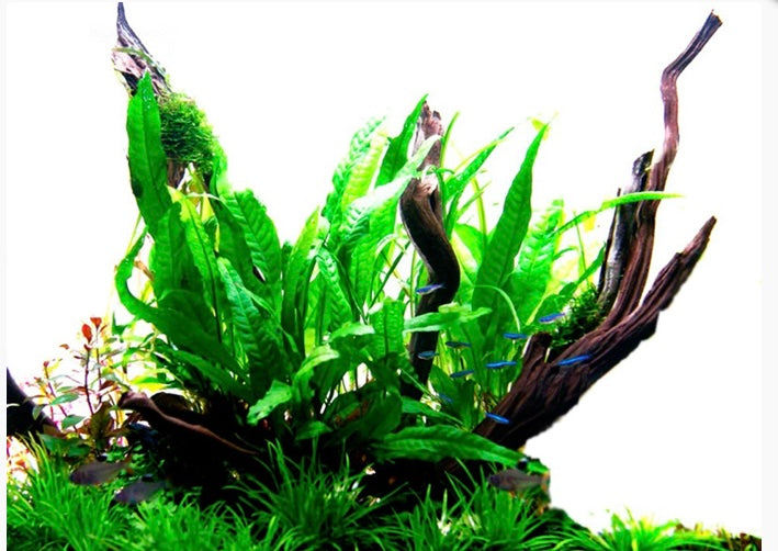 Microsorum pteropus Java fern  potted tropica