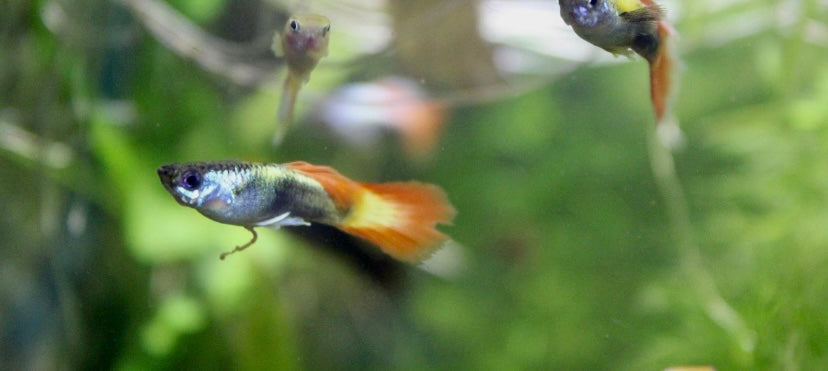 Fancy guppy male (Poecilia reticulata)