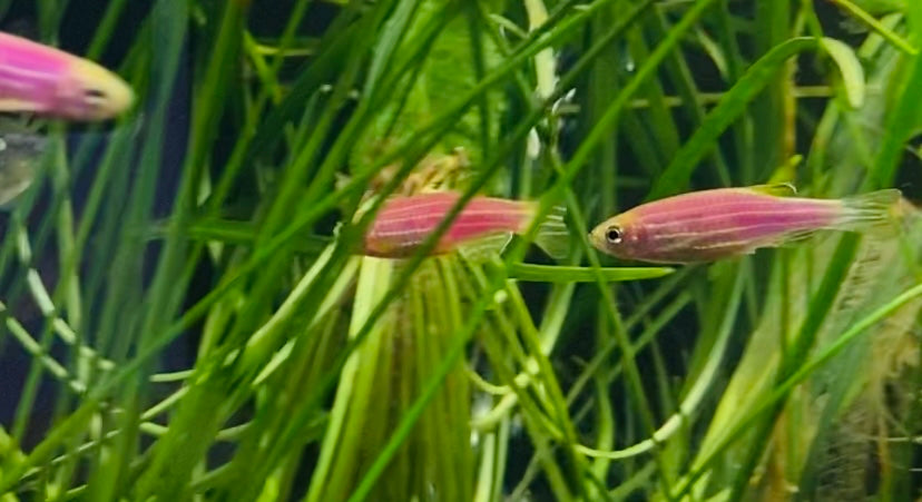 Glofish danio assorted