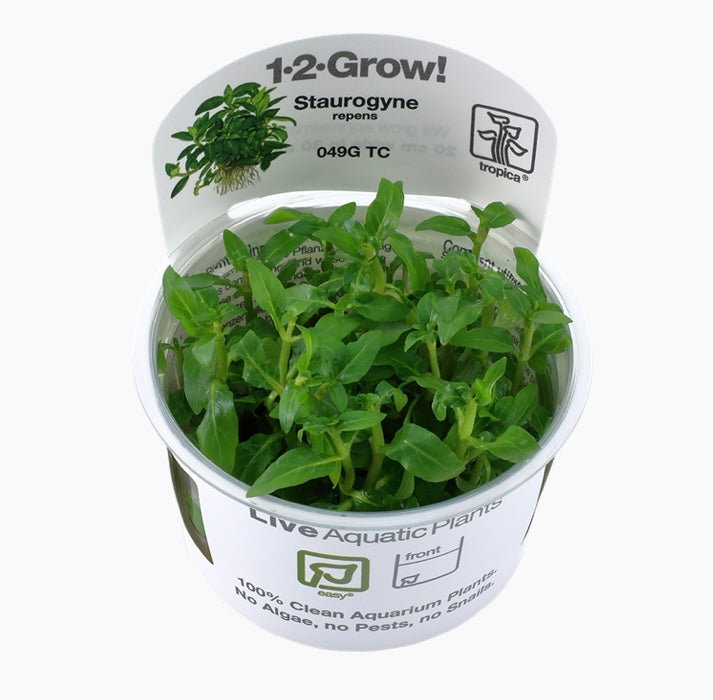 Staurogyne repens tropica 1-2 grow cups