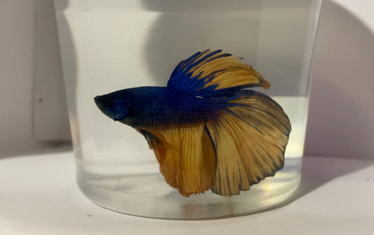 Blue mustard male betta (Betta splendens)