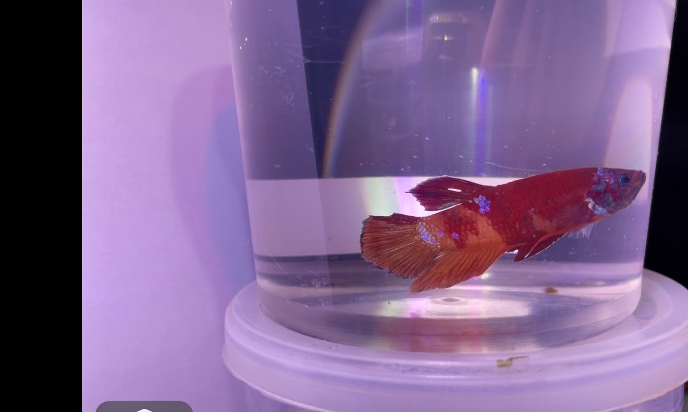 koi male betta (Betta splendens)