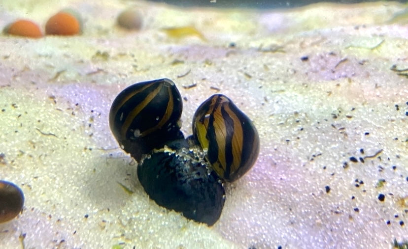 Zebra nerite snail(Neritina Natalensis)