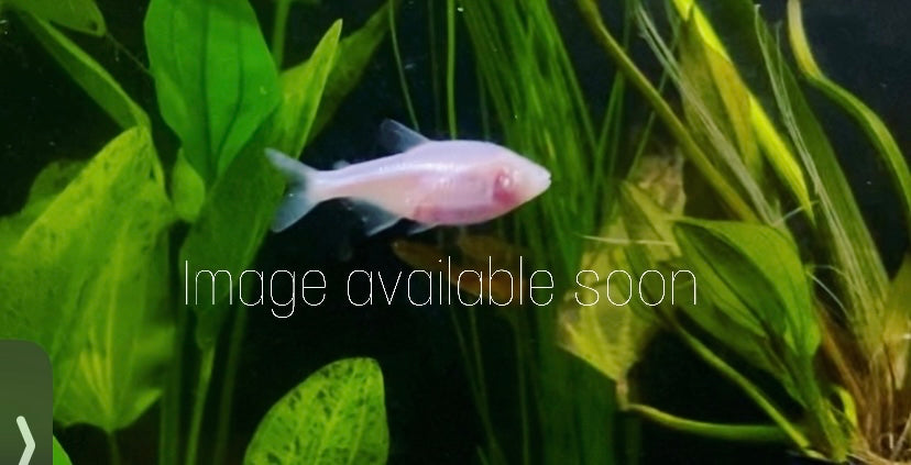 albino bristlenose pleco (Ancistrus cirrhosus)