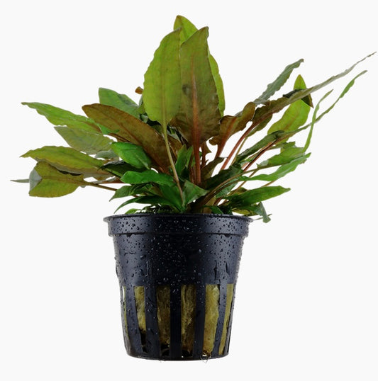 Cryptocoryne wendtii 'Tropica' potted tropica