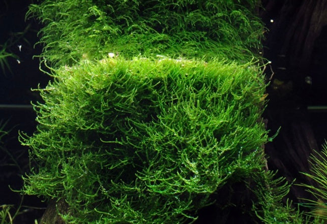 Taxiphyllum Barbieri Bogor (Java Moss) Portion