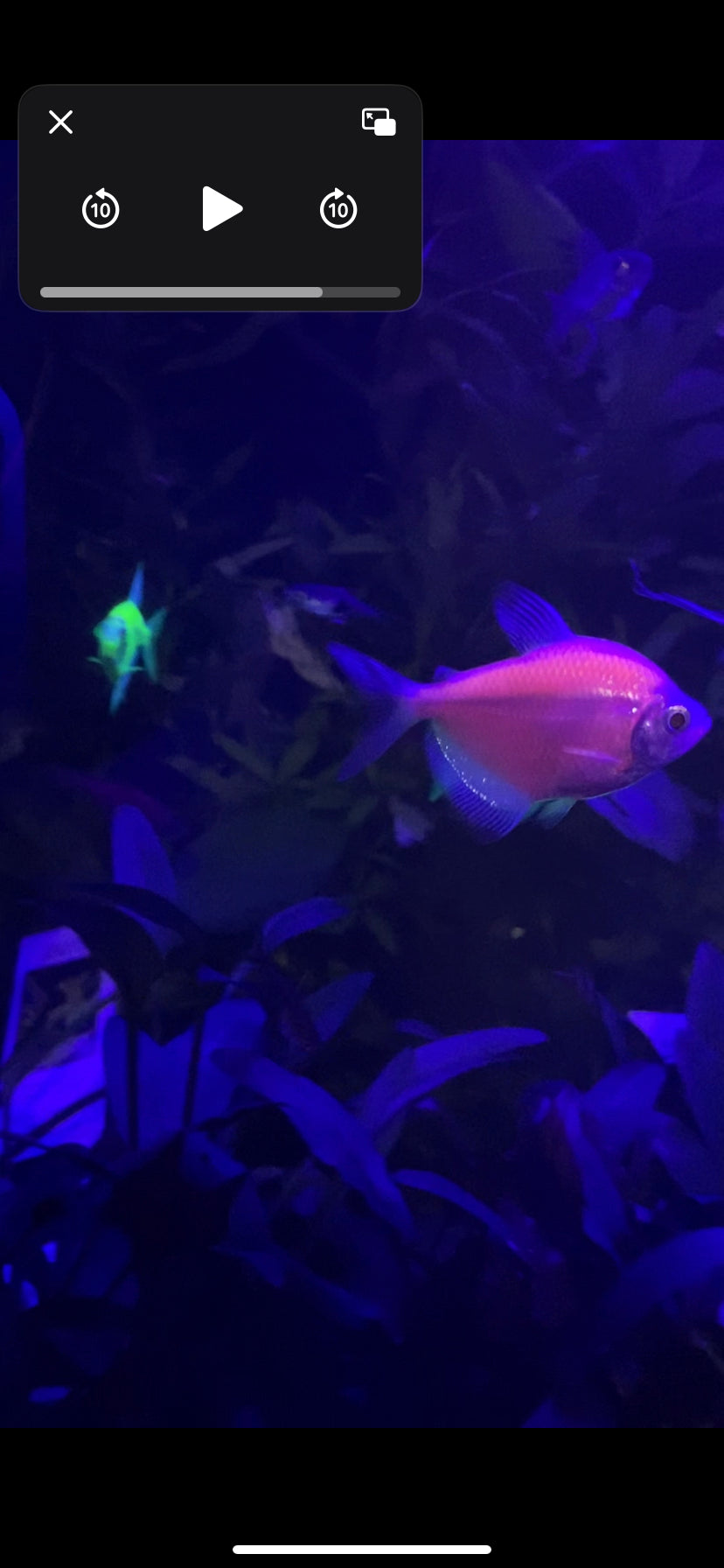 glofish tetra