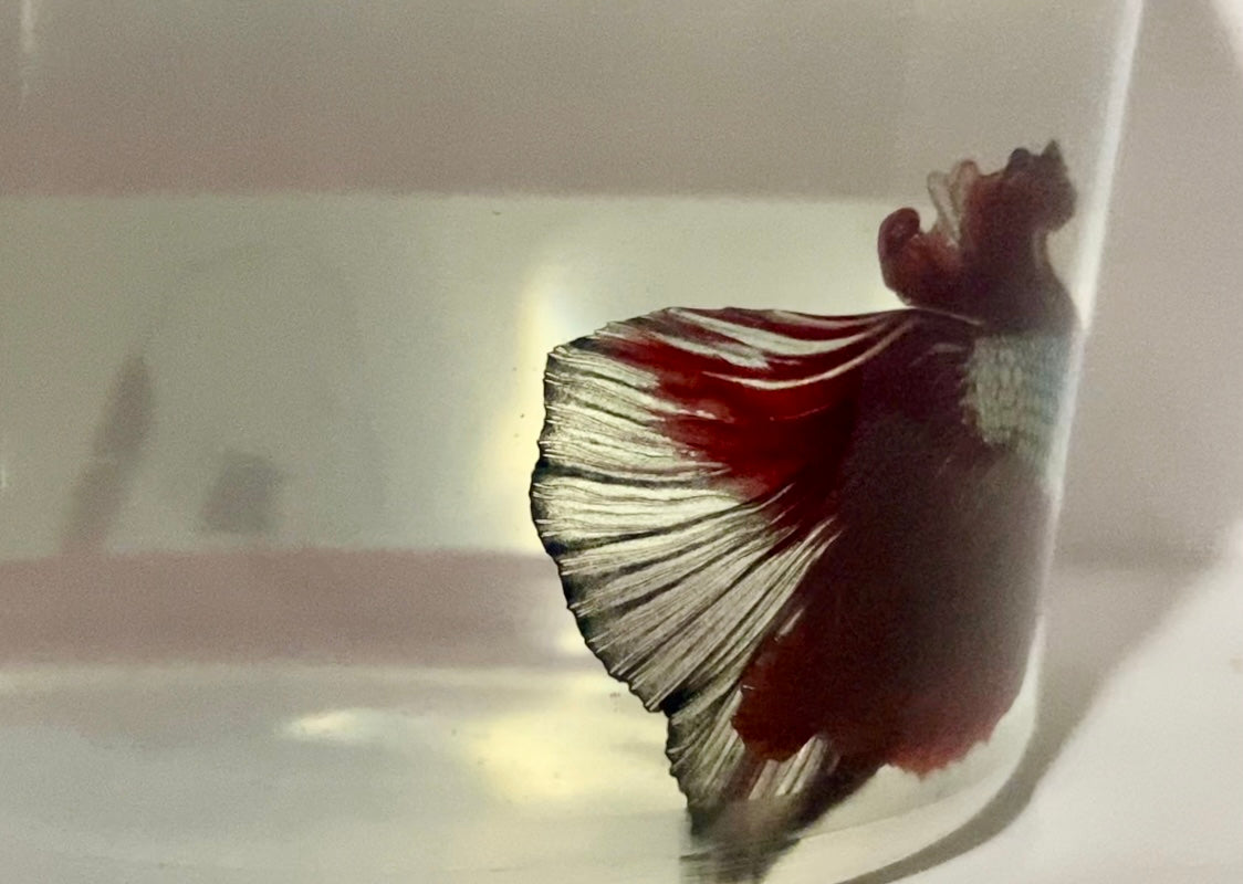 Dragon scale male betta