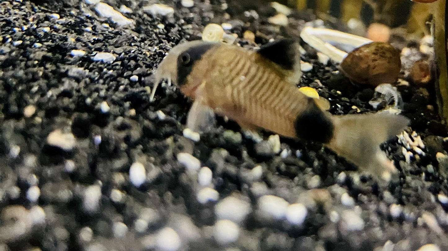 panda Corydora