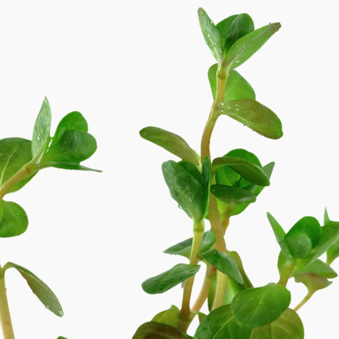 Rotala rotundifolia potted tropica