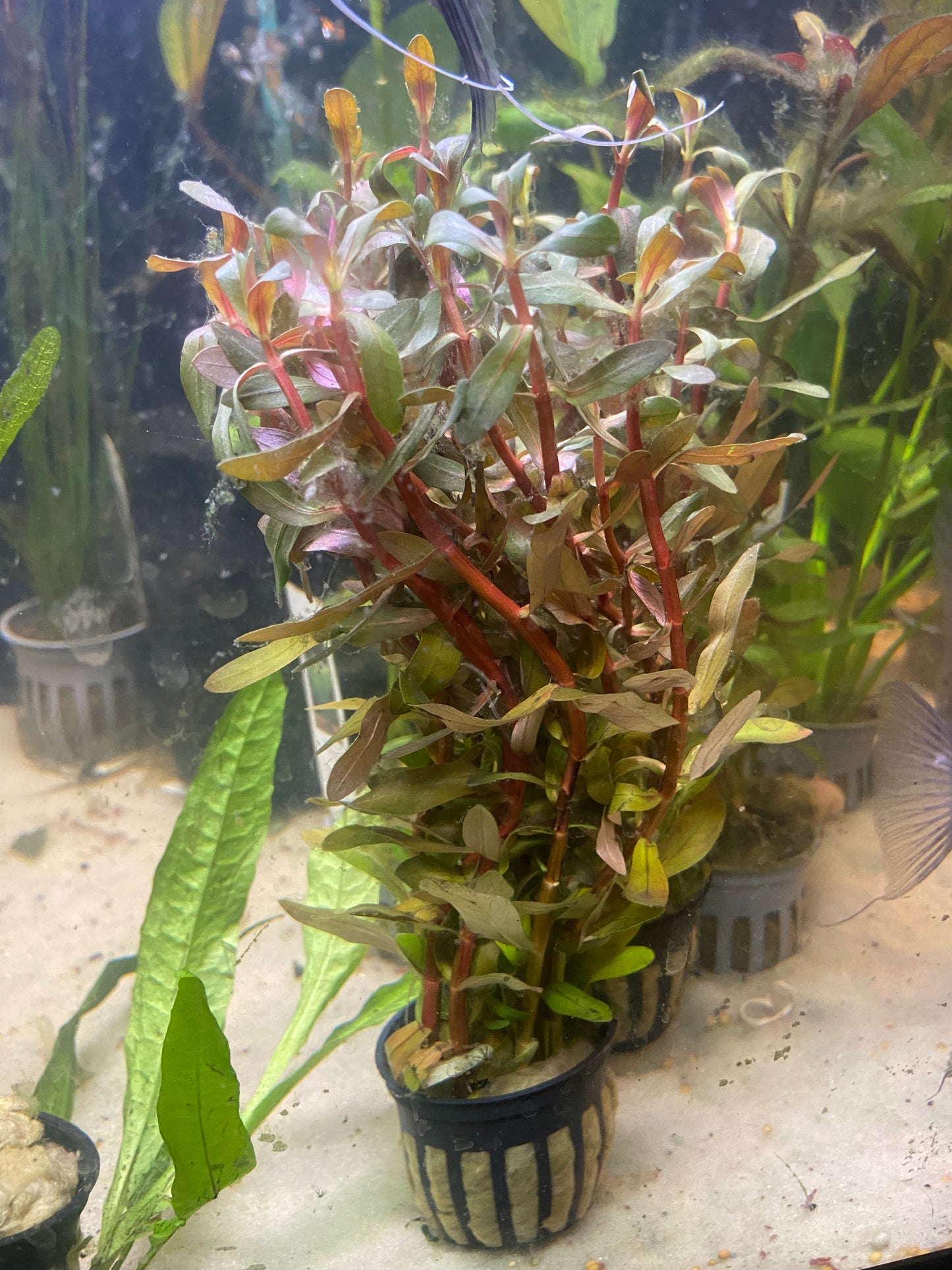 Rotala rotundifolia red potted