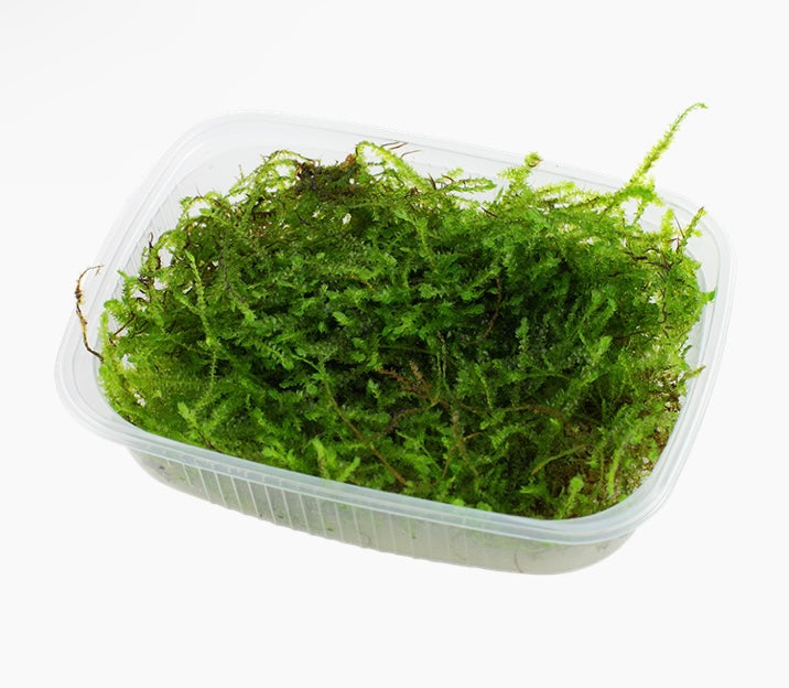 Taxiphyllum Barbieri Bogor (Java Moss) Portion