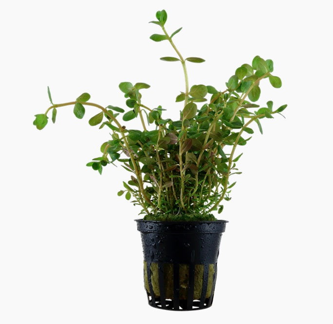 Rotala rotundifolia potted tropica