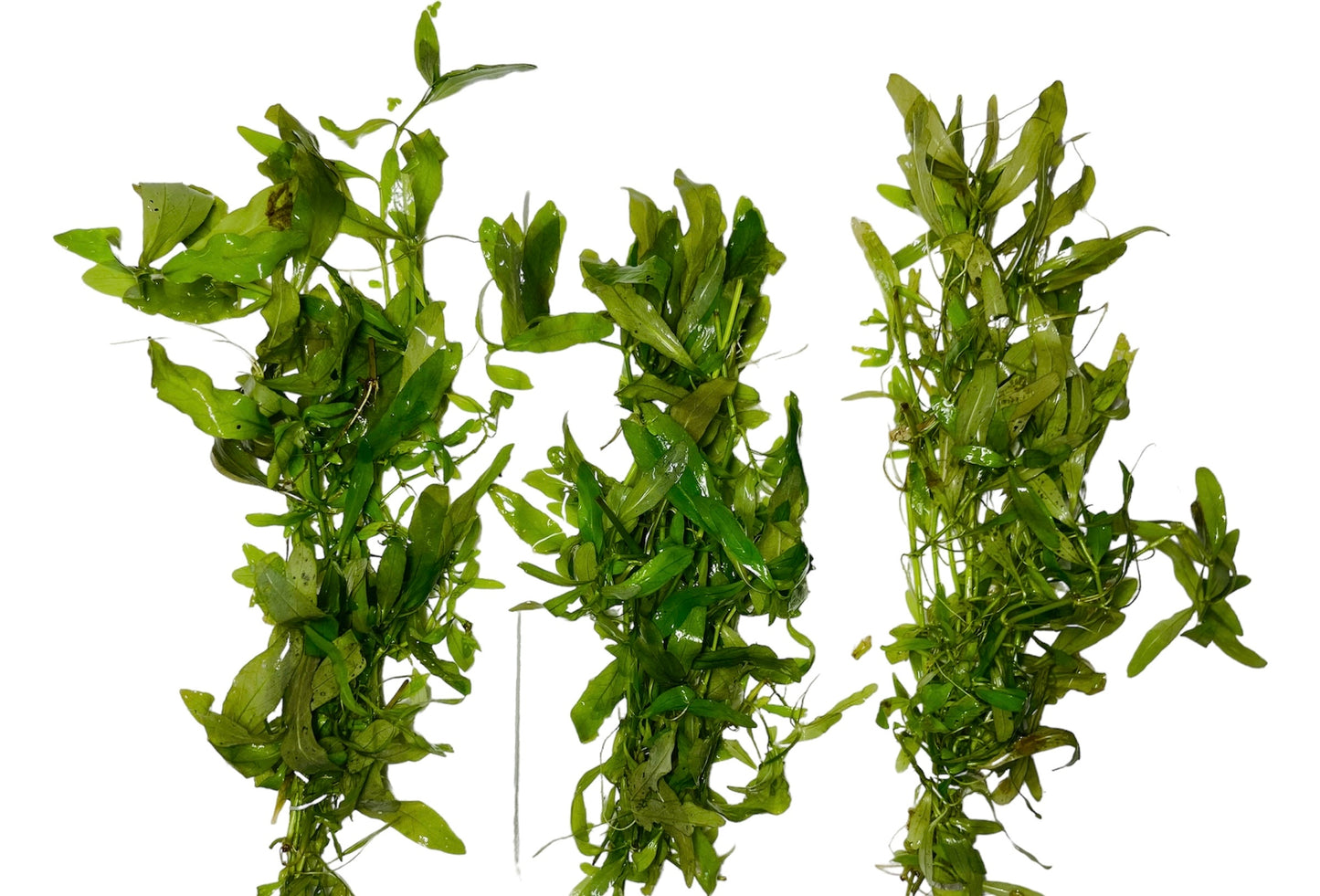 Hygrophila polysperma bunch