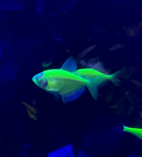 glofish tetra