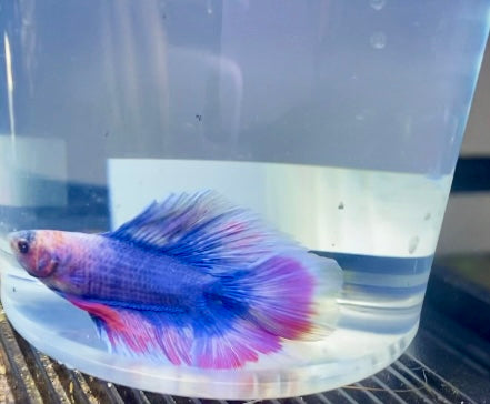 Male twintail halfmoon betta