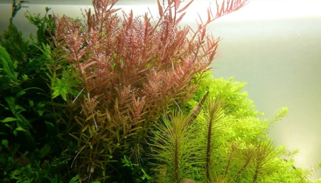 Rotala rotundifolia potted tropica