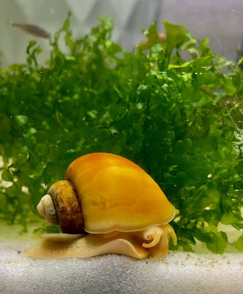 Large orange mystery snail(Pomacea
bridgesii)