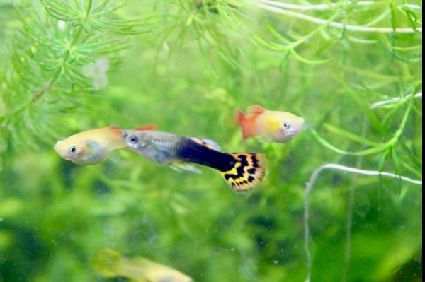 Fancy guppy male (Poecilia reticulata)