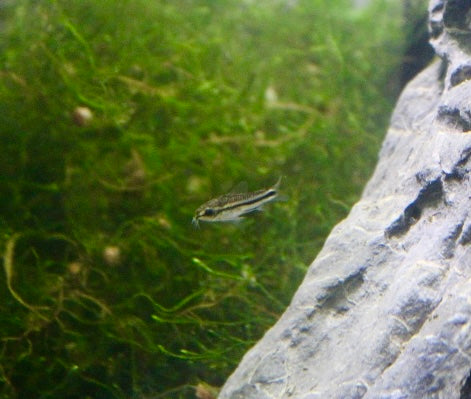 Pygmy Corydora (Corydoras pygmaeus)