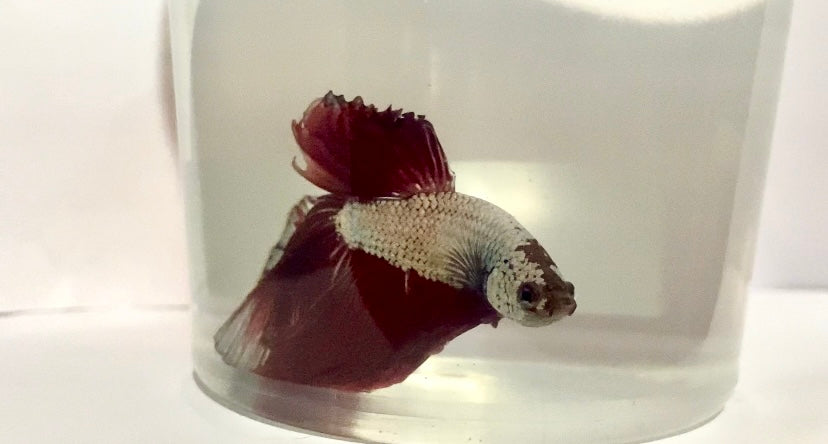 Dragon scale male betta