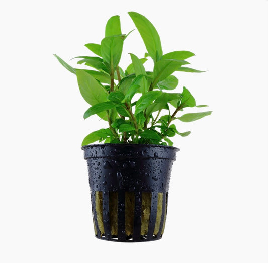 Staurogyne repens potted tropica