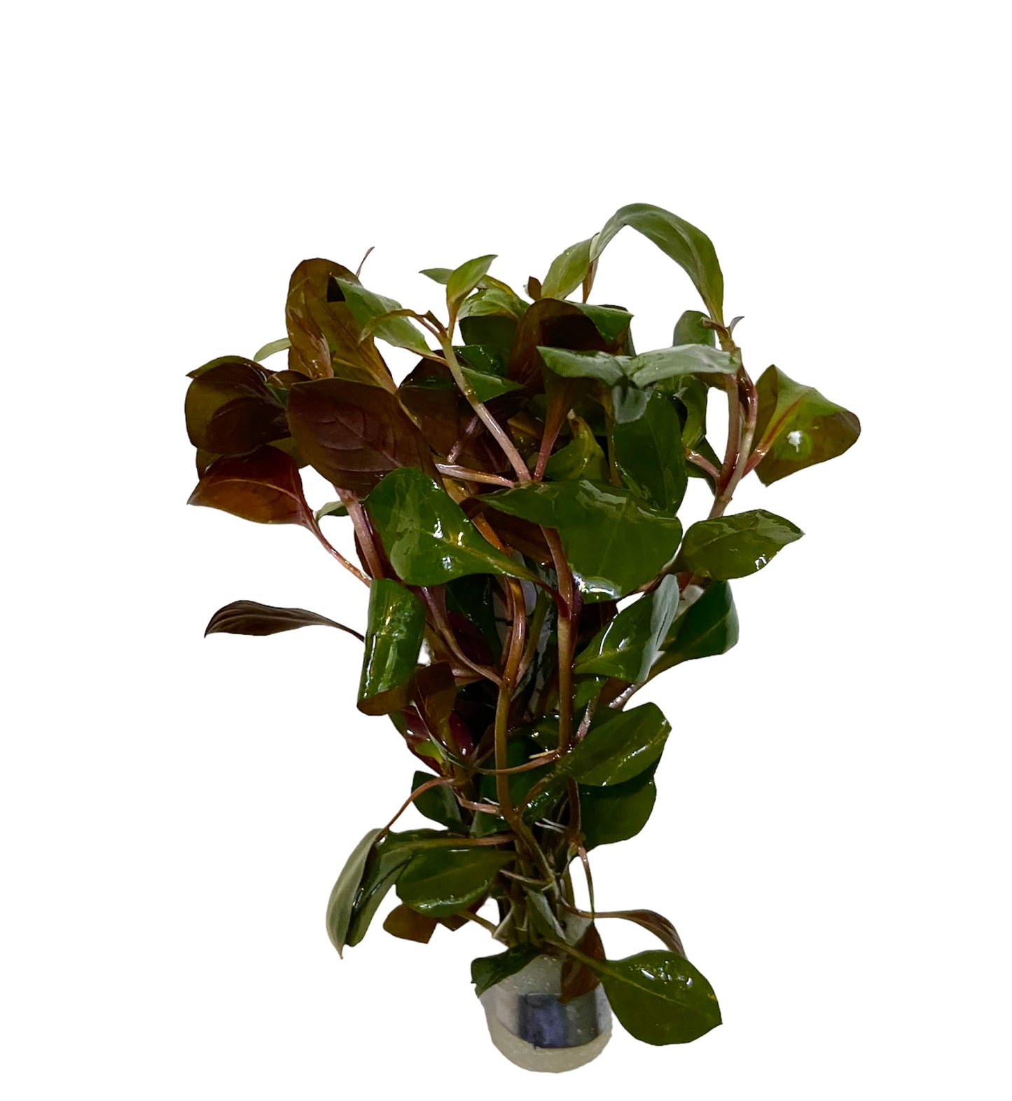 Ludwigia glandulosa bunch