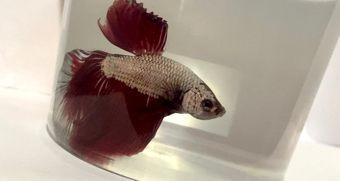 Dragon scale male betta