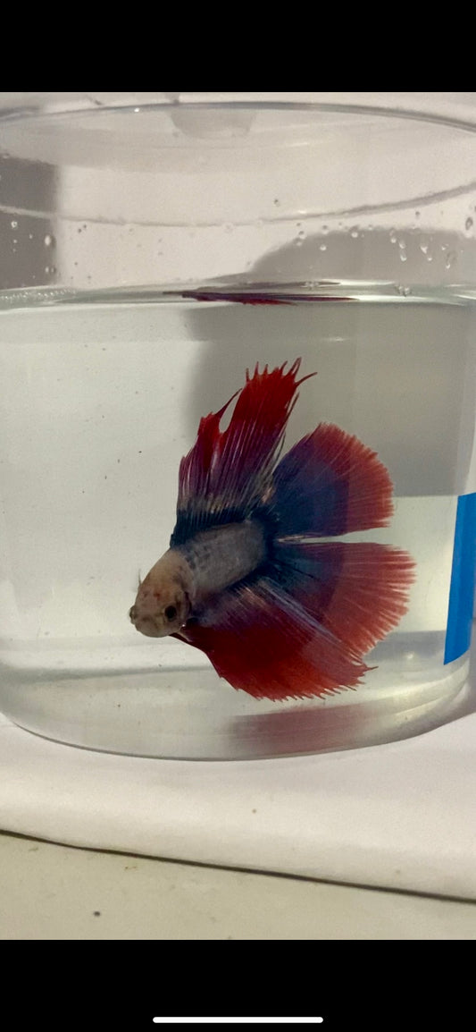 Male twintail halfmoon betta