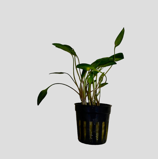 Potted Cryptocoryne lutea