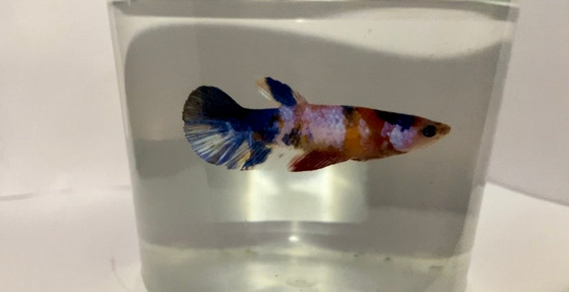 Female koi betta