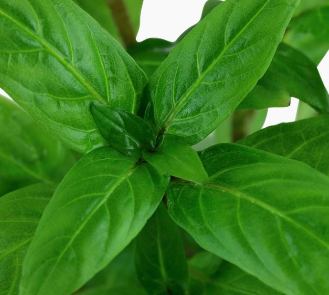 Staurogyne repens potted tropica