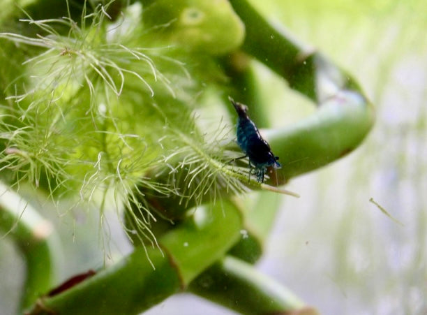 Blue dream shrimp(Neocaridina heteropoda var)