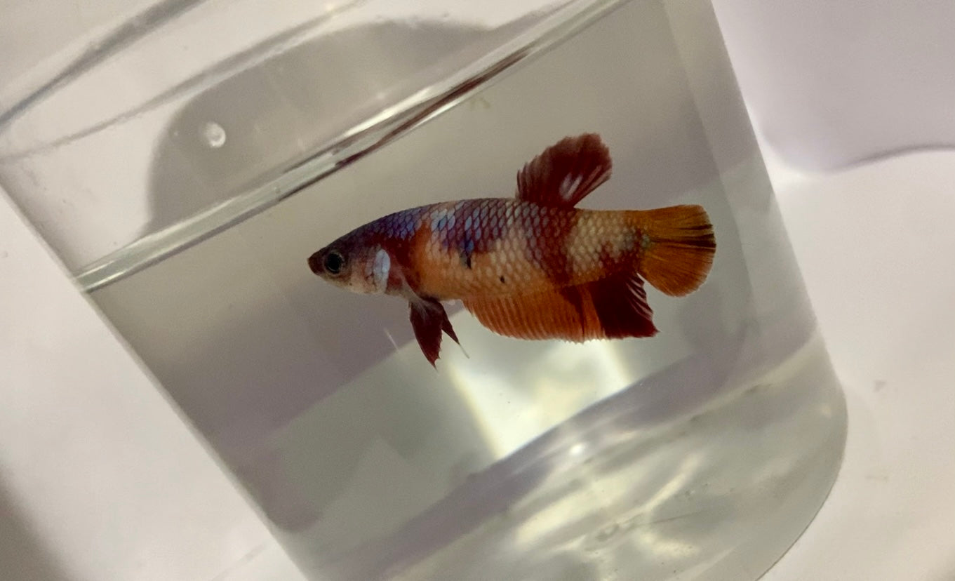 Female koi betta