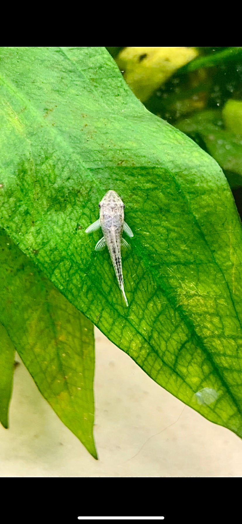 Otocinclus catfish (Macrotocinclus affinis)