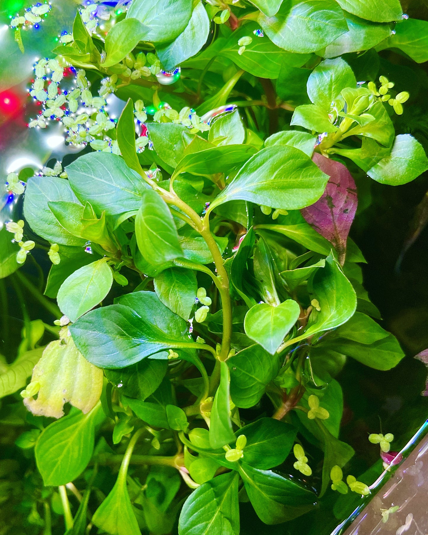 Ludwigia repens green bunch