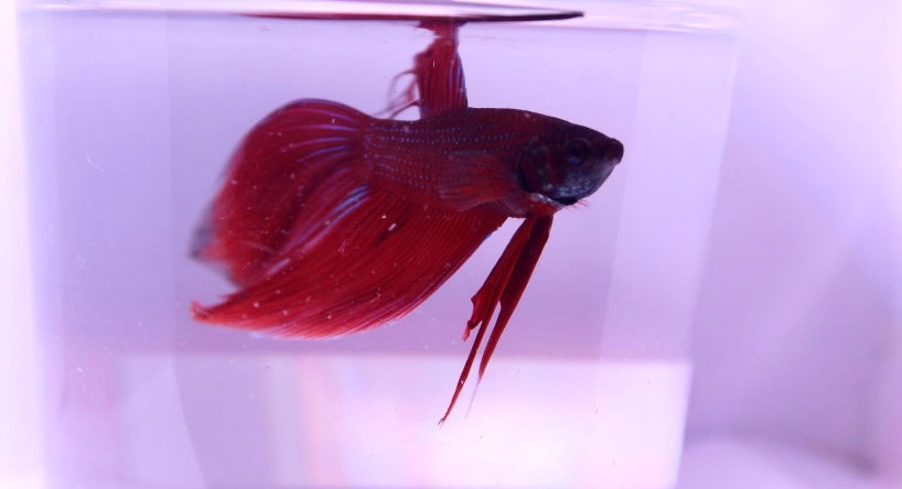 Male veiltail betta