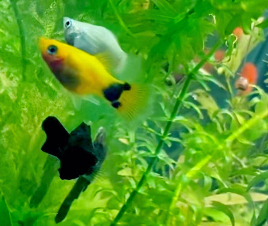 micky mouse platy assorted (Xiphophorus maculatus)