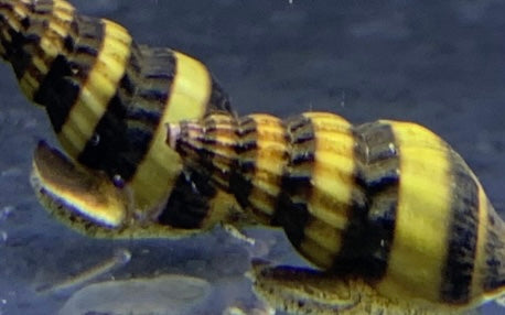 Assassin snail (Clea helena)