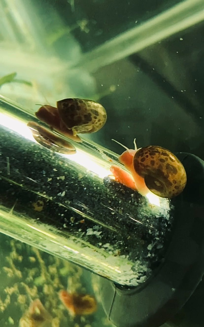 Assorted Ramshorn snails (Planorbarius corneus)