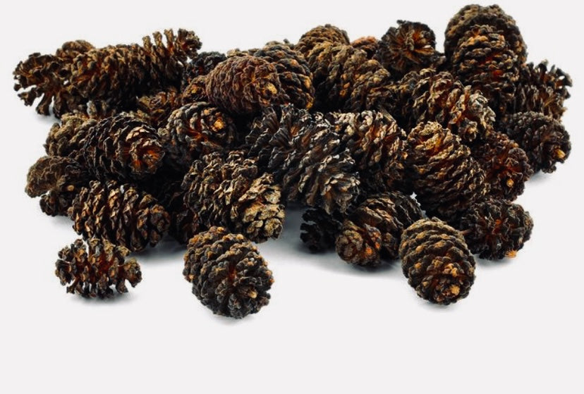 Alder cones